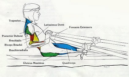 Biomechanics Of Rowing Welsh Sea Rowing